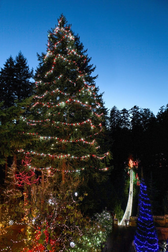 Canyon Lights World's Tallest Living Christmas Tree at CSBP med